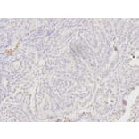 Immunohistochemistry - CYCS Antibody from Signalway Antibody (32024) - Antibodies.com