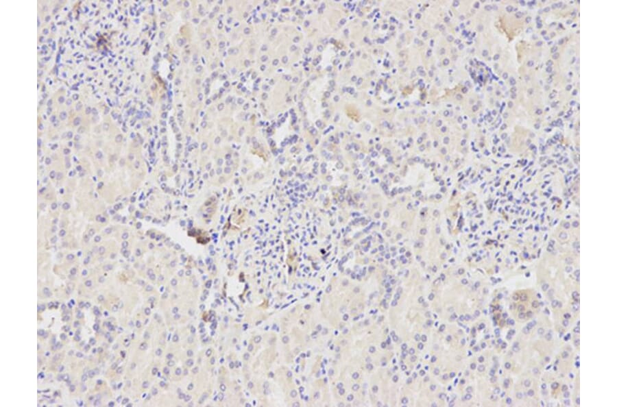 Immunohistochemistry - CYCS Antibody from Signalway Antibody (32024) - Antibodies.com