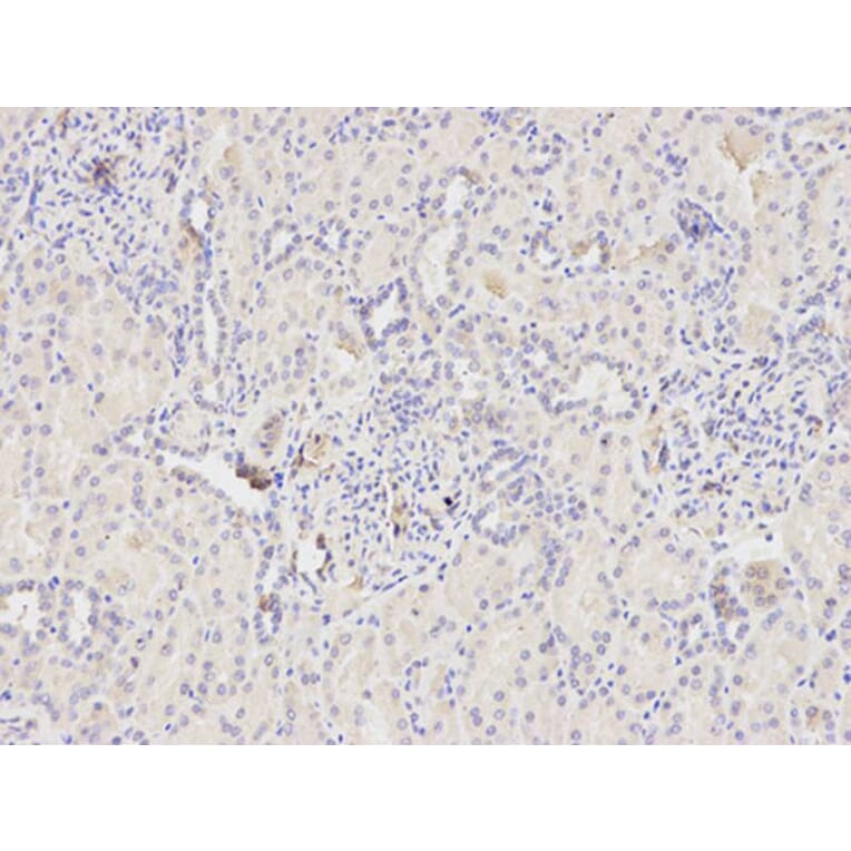 Immunohistochemistry - CYCS Antibody from Signalway Antibody (32024) - Antibodies.com