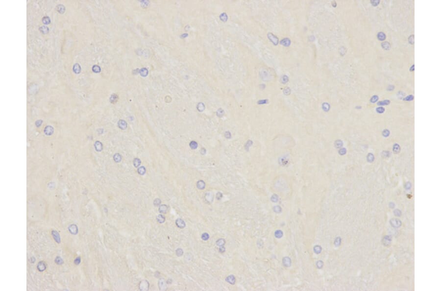 Immunohistochemistry - SOD1 Antibody from Signalway Antibody (32058) - Antibodies.com