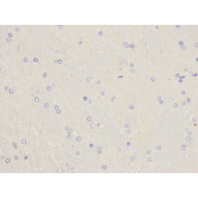 Immunohistochemistry - SOD1 Antibody from Signalway Antibody (32058) - Antibodies.com