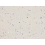 Immunohistochemistry - SOD1 Antibody from Signalway Antibody (32058) - Antibodies.com