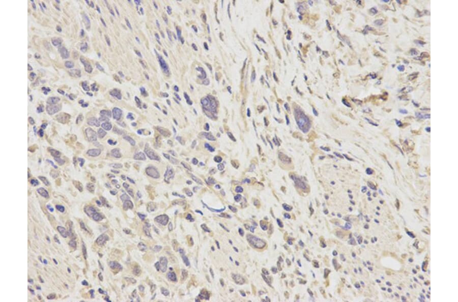 Immunohistochemistry - SOD1 Antibody from Signalway Antibody (32058) - Antibodies.com