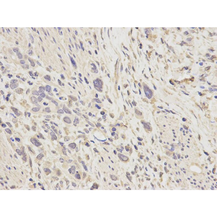 Immunohistochemistry - SOD1 Antibody from Signalway Antibody (32058) - Antibodies.com