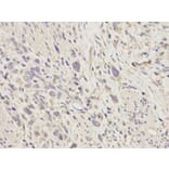 Immunohistochemistry - SOD1 Antibody from Signalway Antibody (32058) - Antibodies.com