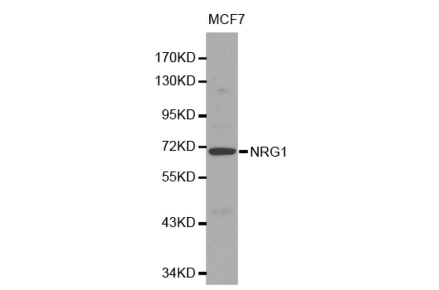Western blot - NRG1 Antibody from Signalway Antibody (32082) - Antibodies.com