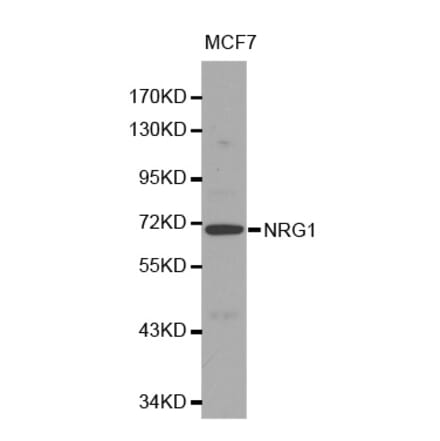 Western blot - NRG1 Antibody from Signalway Antibody (32082) - Antibodies.com