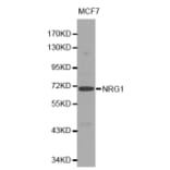 Western blot - NRG1 Antibody from Signalway Antibody (32082) - Antibodies.com