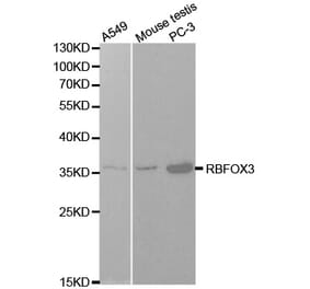 Western blot - NeuN Antibody from Signalway Antibody (32093) - Antibodies.com