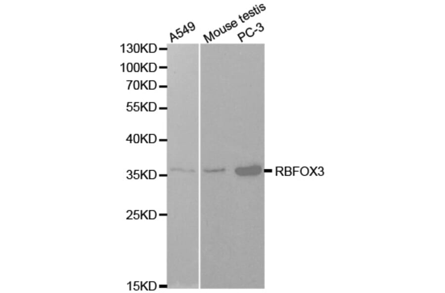 Western blot - NeuN Antibody from Signalway Antibody (32093) - Antibodies.com