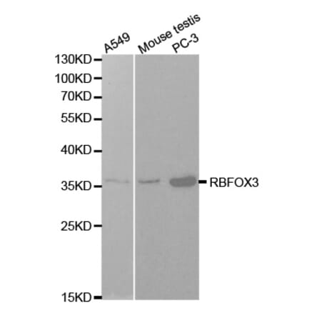 Western blot - NeuN Antibody from Signalway Antibody (32093) - Antibodies.com