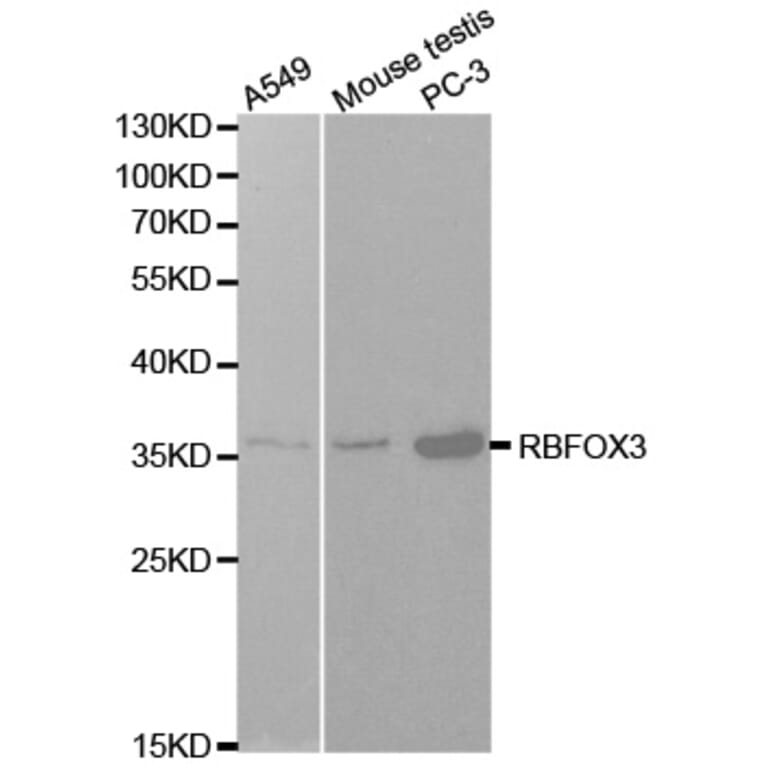 Western blot - NeuN Antibody from Signalway Antibody (32093) - Antibodies.com