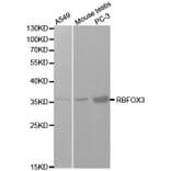 Western blot - NeuN Antibody from Signalway Antibody (32093) - Antibodies.com