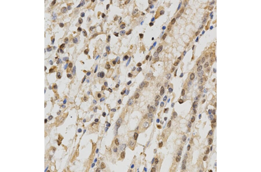 Immunohistochemistry - NeuN Antibody from Signalway Antibody (32093) - Antibodies.com
