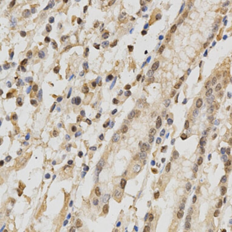 Immunohistochemistry - NeuN Antibody from Signalway Antibody (32093) - Antibodies.com