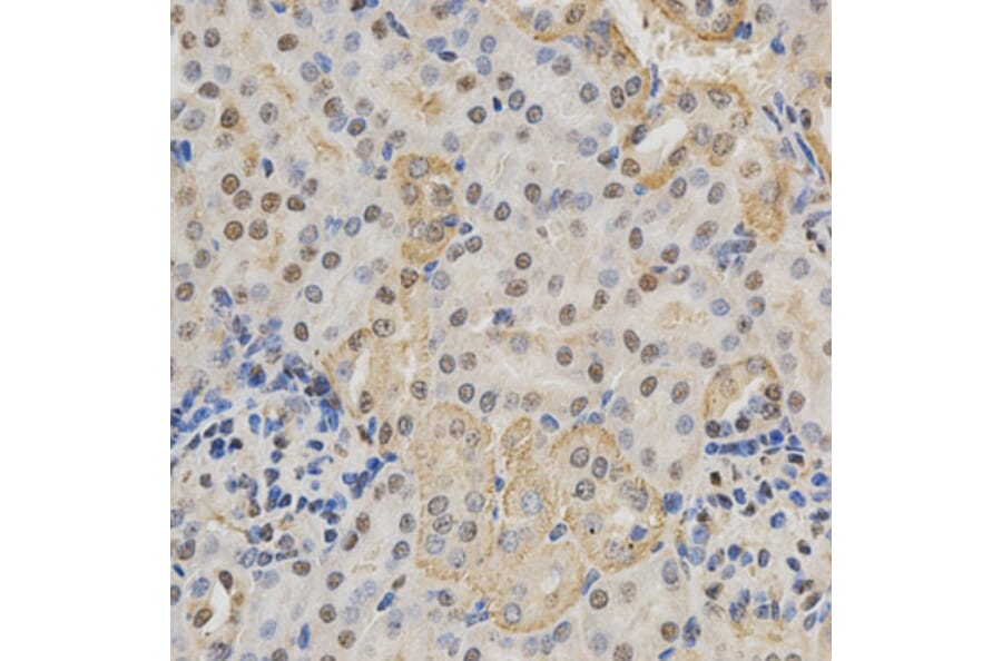 Immunohistochemistry - NeuN Antibody from Signalway Antibody (32093) - Antibodies.com