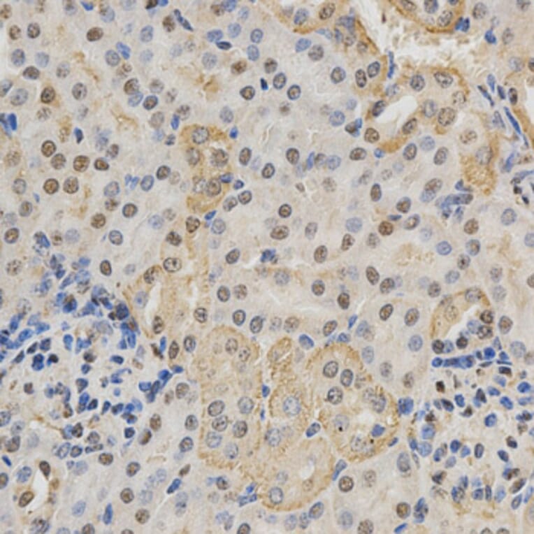 Immunohistochemistry - NeuN Antibody from Signalway Antibody (32093) - Antibodies.com