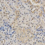 Immunohistochemistry - NeuN Antibody from Signalway Antibody (32093) - Antibodies.com