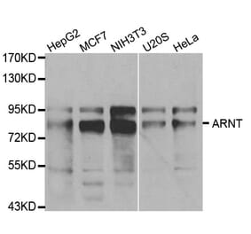 Western blot - ARNT Antibody from Signalway Antibody (32101) - Antibodies.com