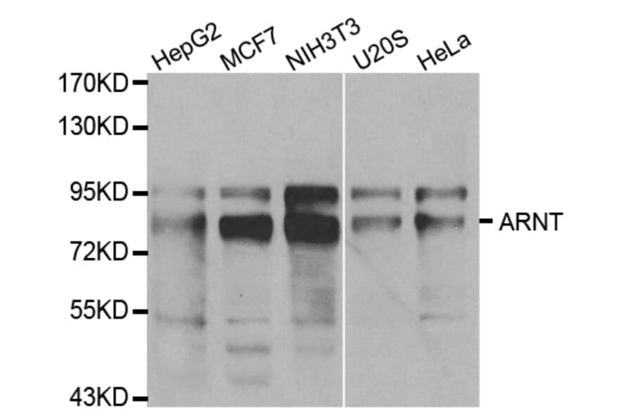Western blot - ARNT Antibody from Signalway Antibody (32101) - Antibodies.com