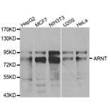 Western blot - ARNT Antibody from Signalway Antibody (32101) - Antibodies.com