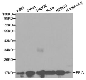 Western blot - PPIA Antibody from Signalway Antibody (32114) - Antibodies.com