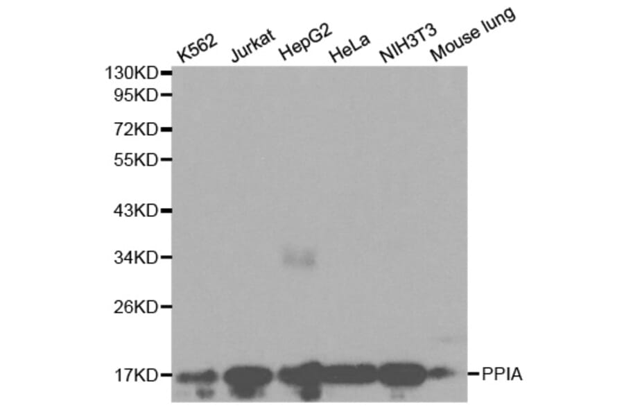 Western blot - PPIA Antibody from Signalway Antibody (32114) - Antibodies.com