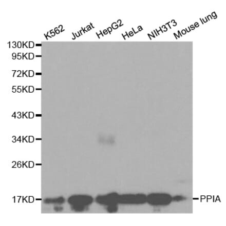 Western blot - PPIA Antibody from Signalway Antibody (32114) - Antibodies.com