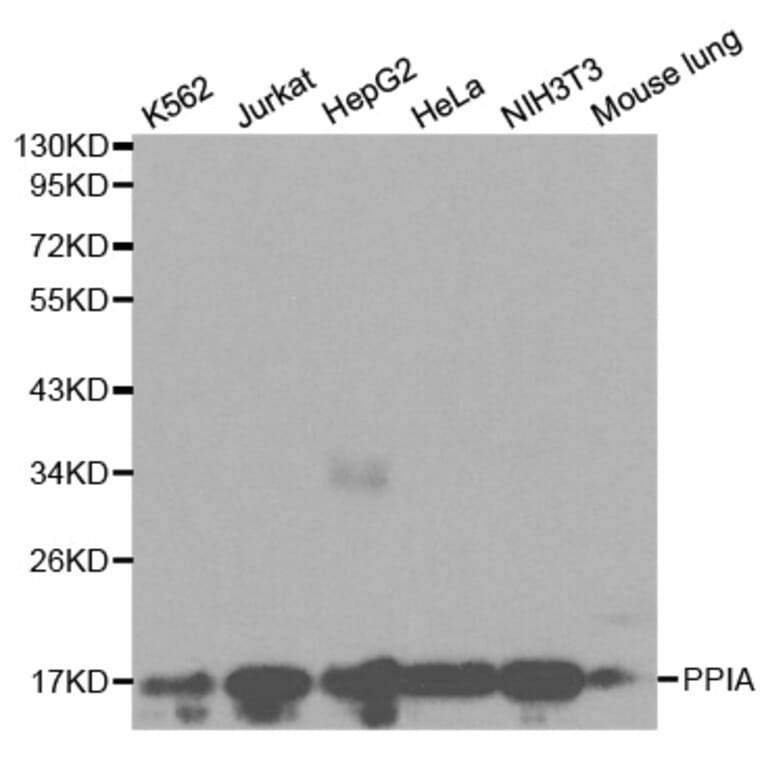 Western blot - PPIA Antibody from Signalway Antibody (32114) - Antibodies.com