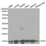 Western blot - PPIA Antibody from Signalway Antibody (32114) - Antibodies.com