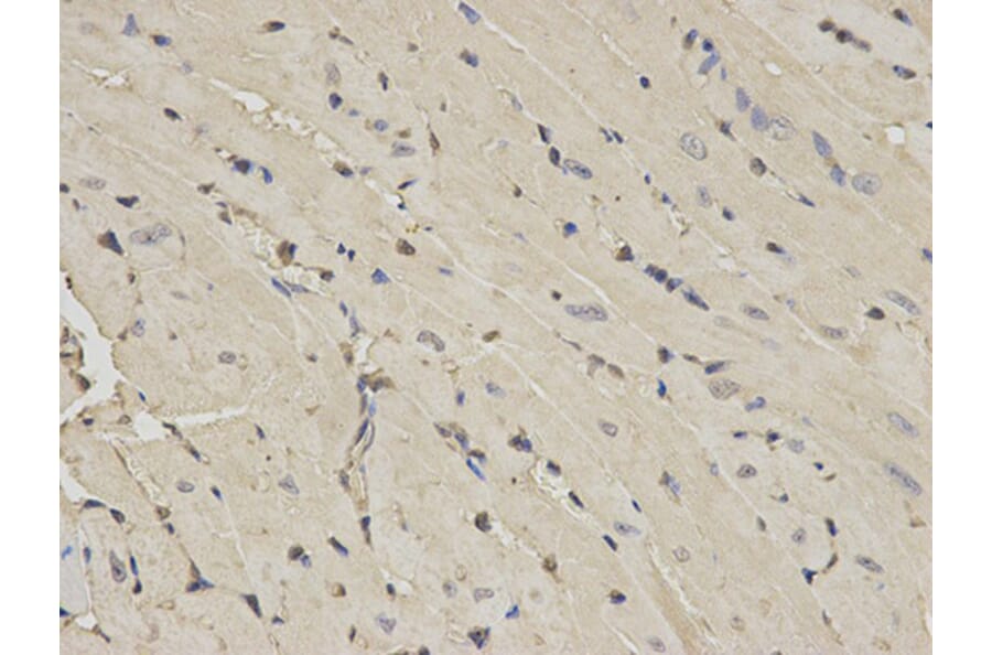 Immunohistochemistry - PPIA Antibody from Signalway Antibody (32114) - Antibodies.com