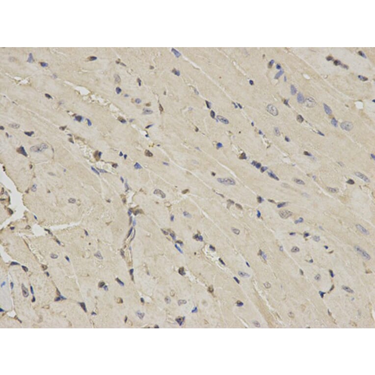 Immunohistochemistry - PPIA Antibody from Signalway Antibody (32114) - Antibodies.com