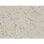 Immunohistochemistry - PPIA Antibody from Signalway Antibody (32114) - Antibodies.com