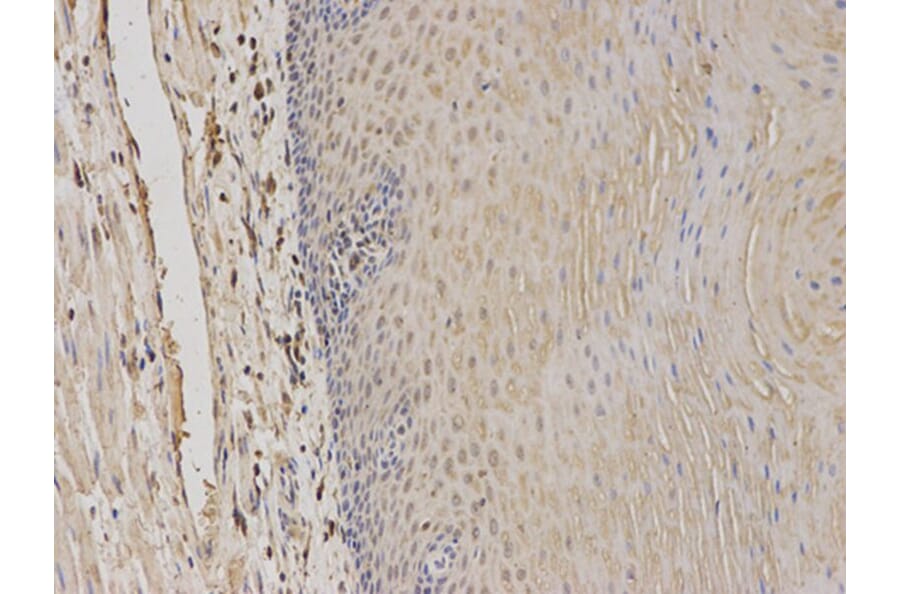 Immunohistochemistry - TPMT Antibody from Signalway Antibody (32120) - Antibodies.com