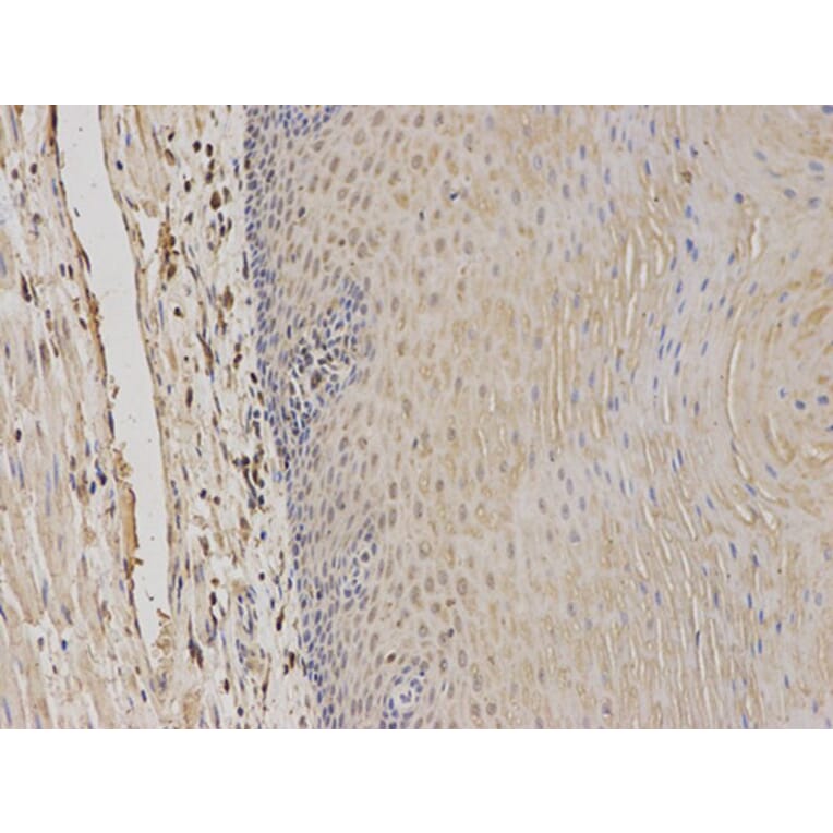 Immunohistochemistry - TPMT Antibody from Signalway Antibody (32120) - Antibodies.com