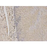 Immunohistochemistry - TPMT Antibody from Signalway Antibody (32120) - Antibodies.com
