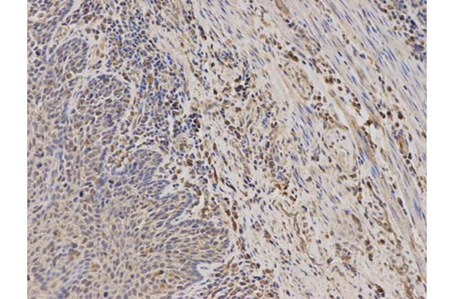 Immunohistochemistry - TPMT Antibody from Signalway Antibody (32120) - Antibodies.com