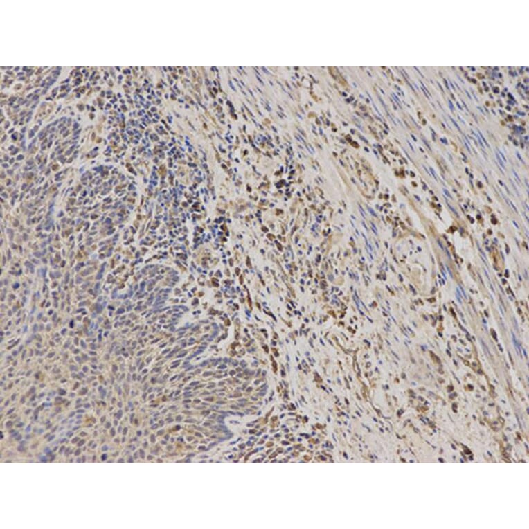 Immunohistochemistry - TPMT Antibody from Signalway Antibody (32120) - Antibodies.com