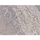 Immunohistochemistry - TPMT Antibody from Signalway Antibody (32120) - Antibodies.com