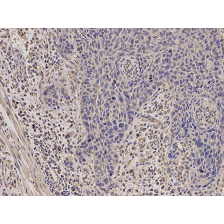 Immunohistochemistry - STAR Antibody from Signalway Antibody (32129) - Antibodies.com