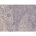 Immunohistochemistry - STAR Antibody from Signalway Antibody (32129) - Antibodies.com