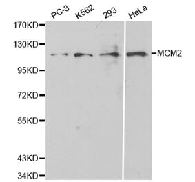 Western blot - MCM2 Antibody from Signalway Antibody (32134) - Antibodies.com
