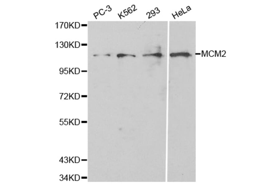 Western blot - MCM2 Antibody from Signalway Antibody (32134) - Antibodies.com