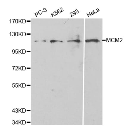 Western blot - MCM2 Antibody from Signalway Antibody (32134) - Antibodies.com