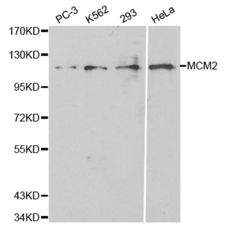 Western blot - MCM2 Antibody from Signalway Antibody (32134) - Antibodies.com
