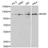 Western blot - MCM2 Antibody from Signalway Antibody (32134) - Antibodies.com