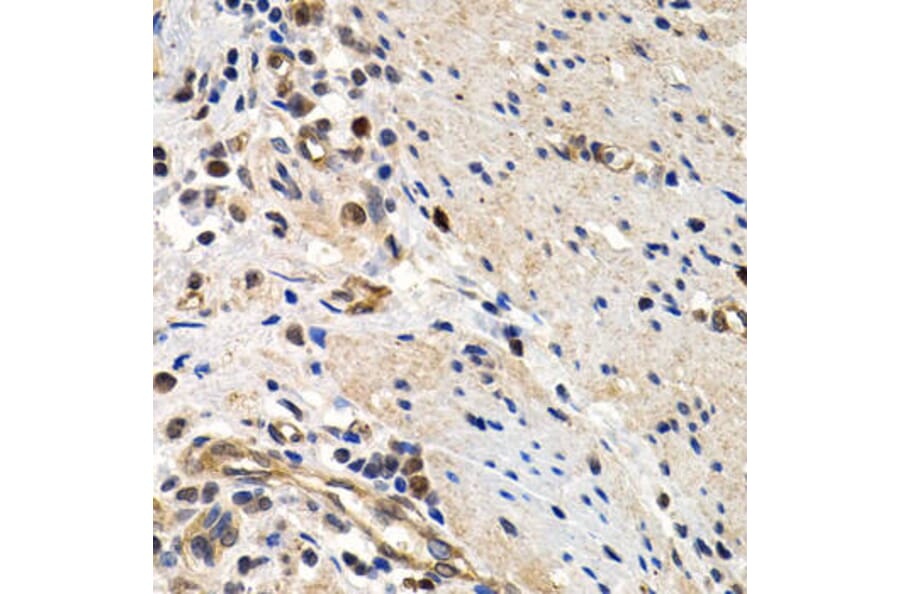 Immunohistochemistry - MCM2 Antibody from Signalway Antibody (32134) - Antibodies.com
