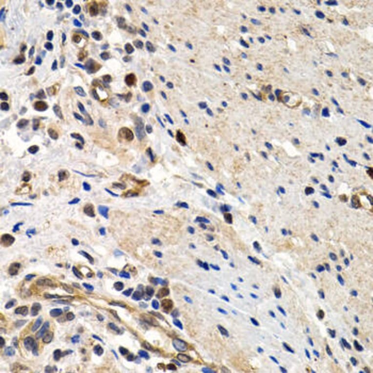 Immunohistochemistry - MCM2 Antibody from Signalway Antibody (32134) - Antibodies.com