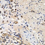 Immunohistochemistry - MCM2 Antibody from Signalway Antibody (32134) - Antibodies.com