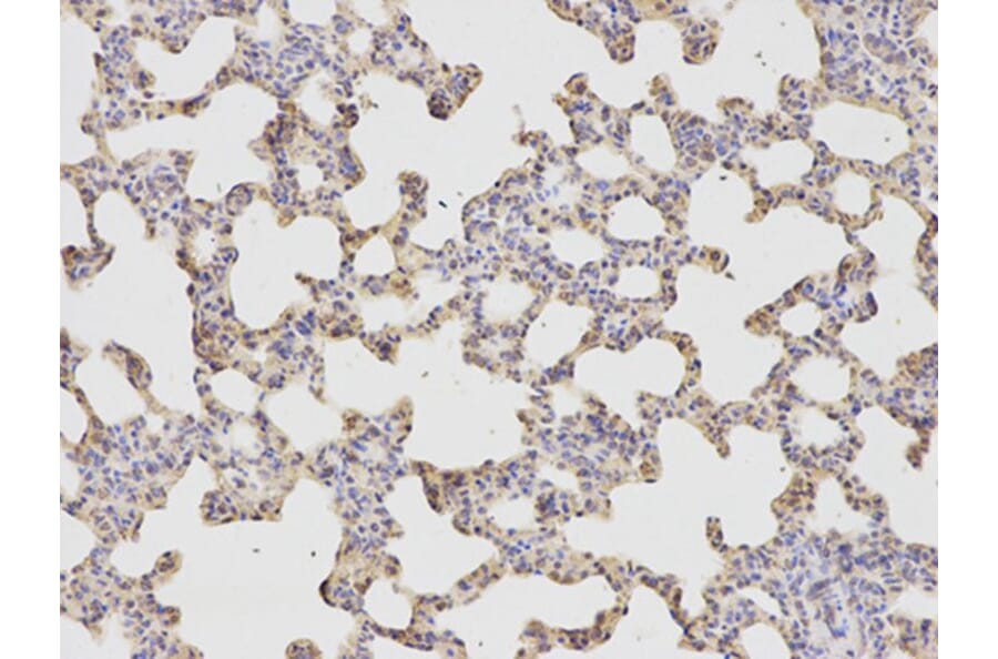 Immunohistochemistry - HADH Antibody from Signalway Antibody (32148) - Antibodies.com